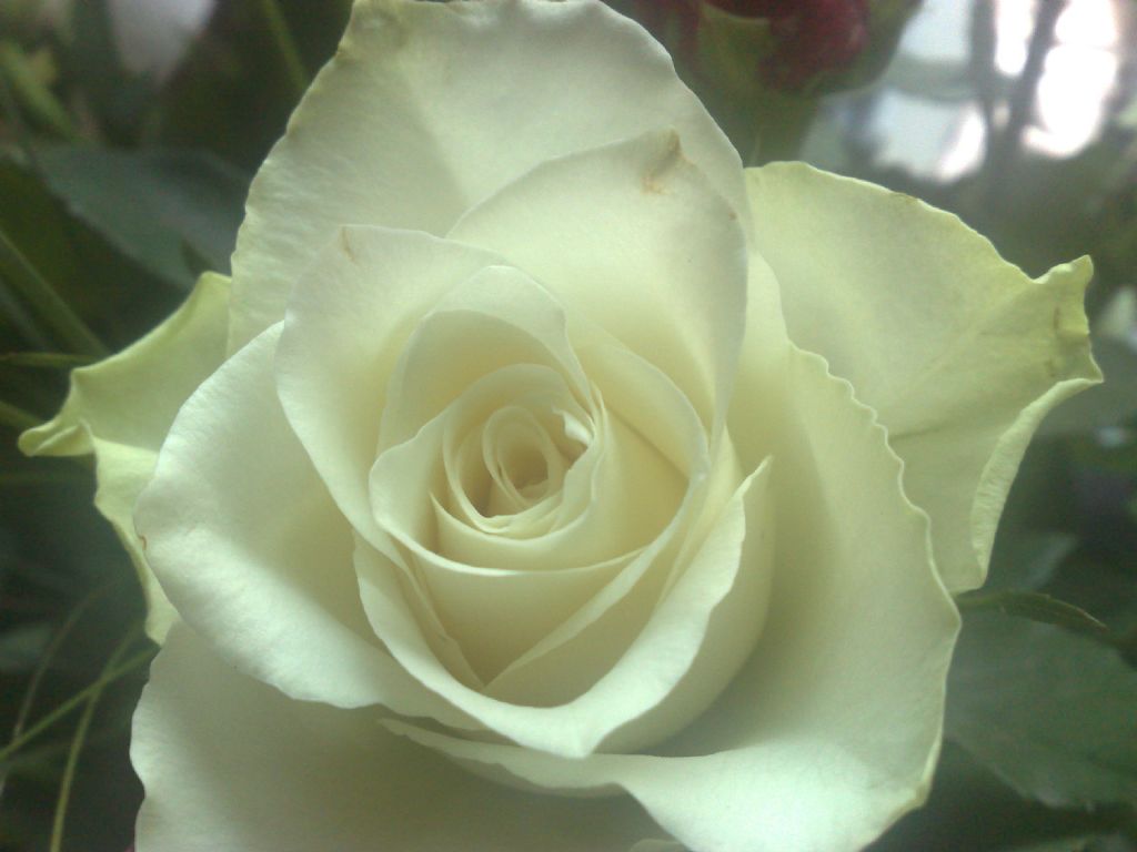 White rose for mi Creator