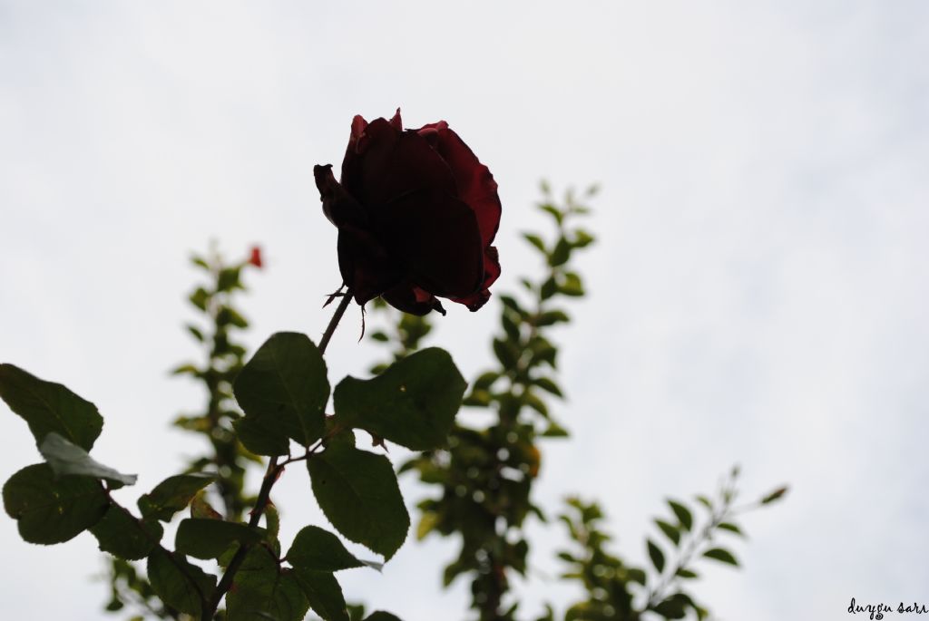 seni uzaktan sevmek a�klar�n en g�zeli..