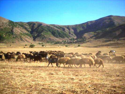 yiyecek bir�ey kalmay�nca