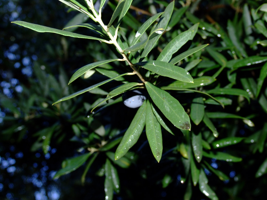 Zeytin