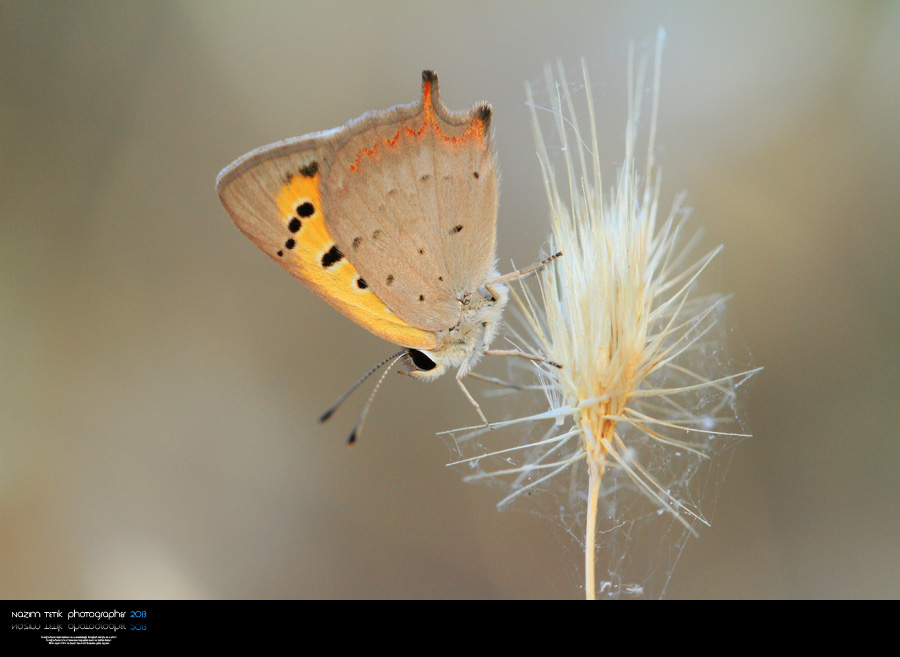 ... ::: Sabah I���� -2- ::: ... 