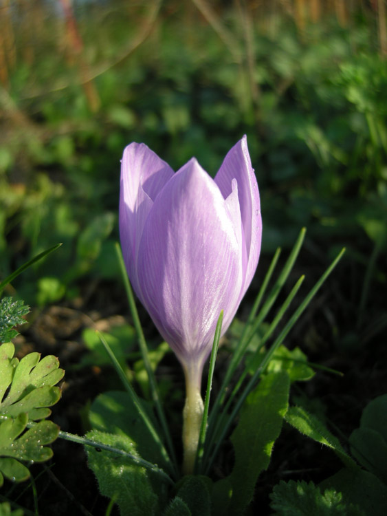 Crocus pallasii subsp. pallasii 