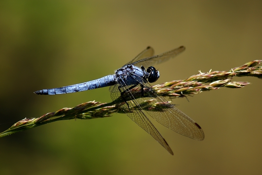 blue queue