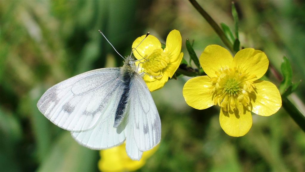 sordum sar� �i�e�e