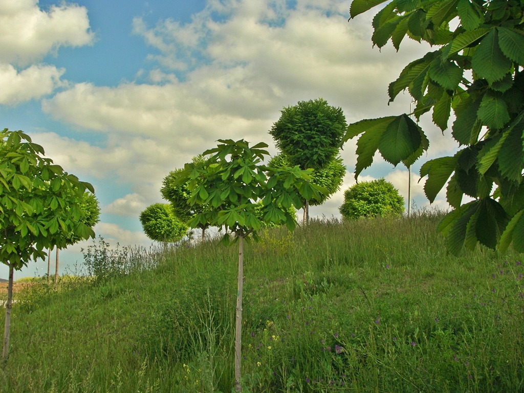 Bulutlar ve Aalar