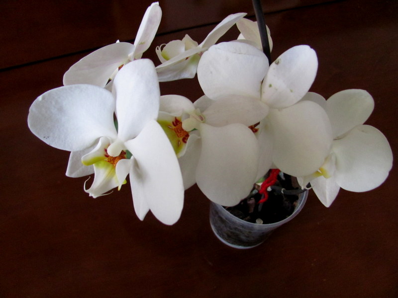 beyaz orkide.