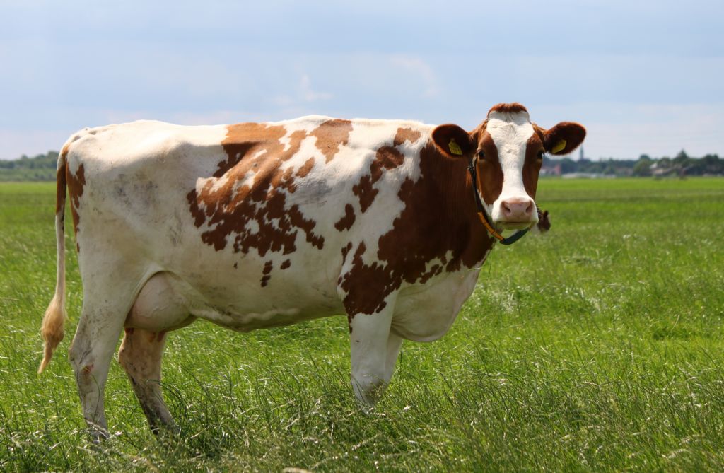 Holstein inekleri