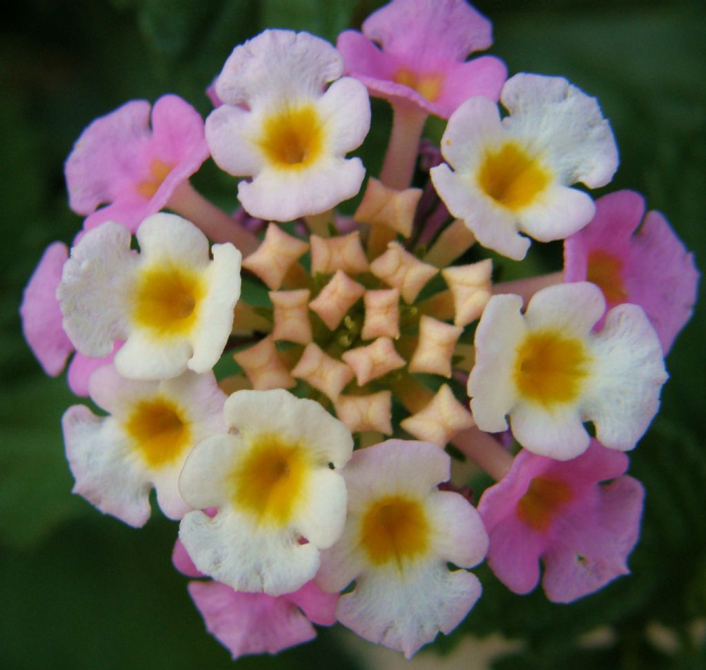 Lantana camara