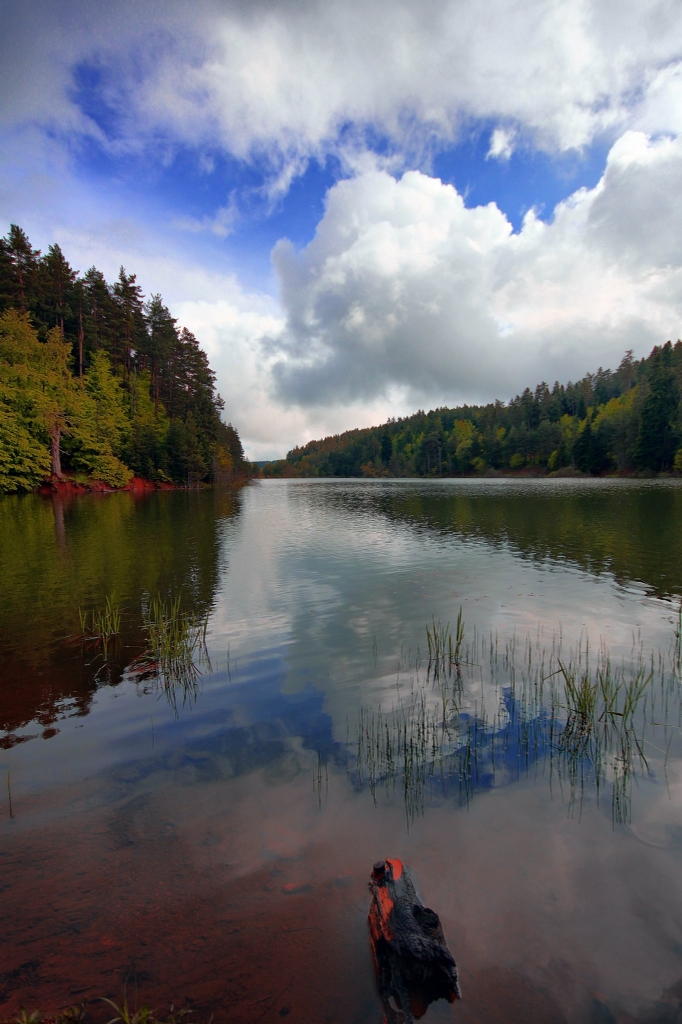 Baharda Bozcaarmut..