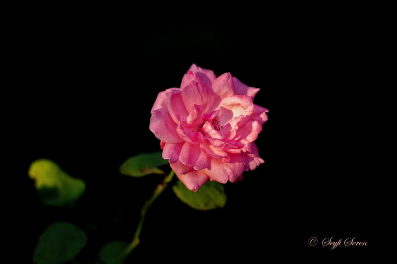 G�l Ve B�lb�l . . .