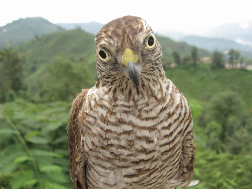 Vesikalk cekersen poz veririm