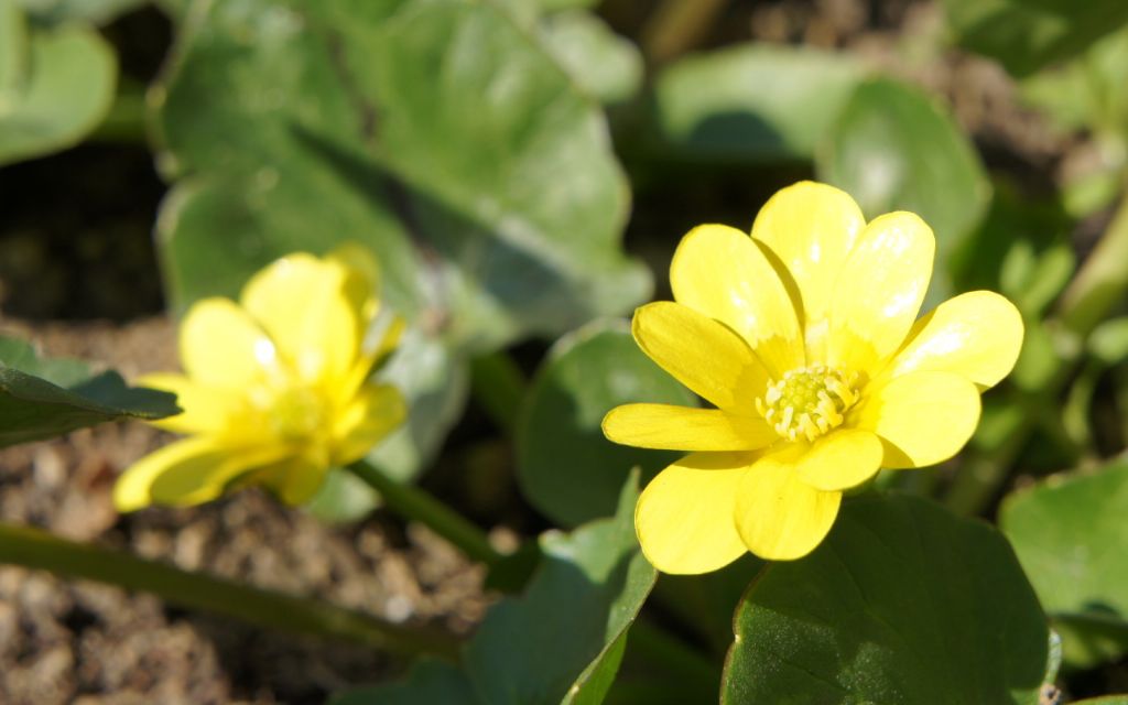 Macro with Sony Nex3