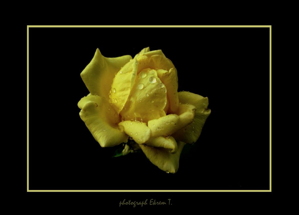 yellow roses...