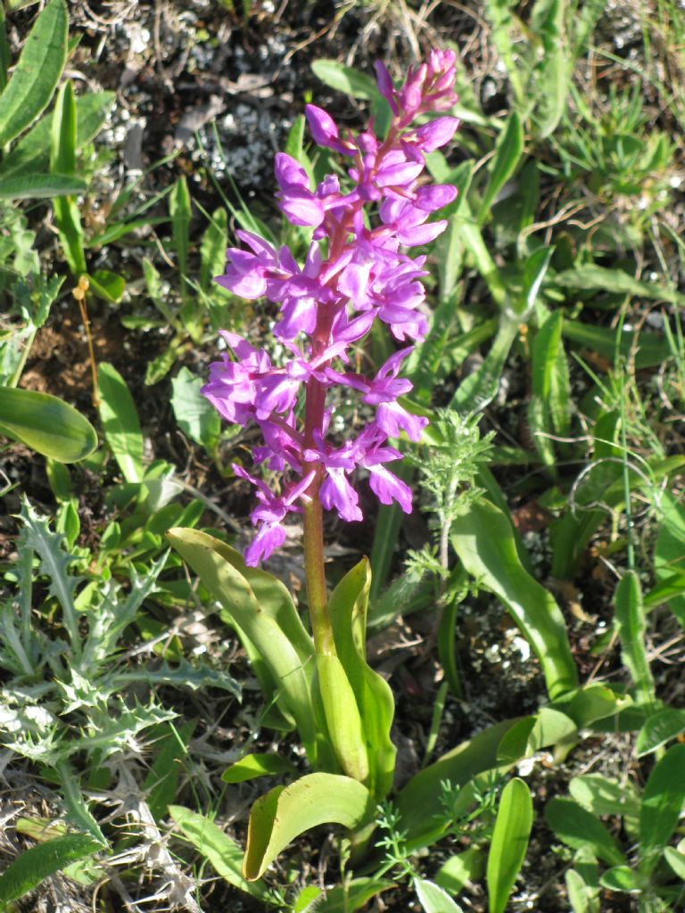Yabani Orkide