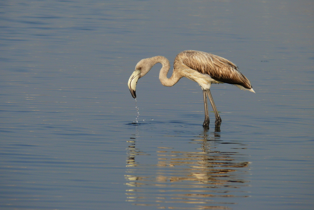 Flamingo