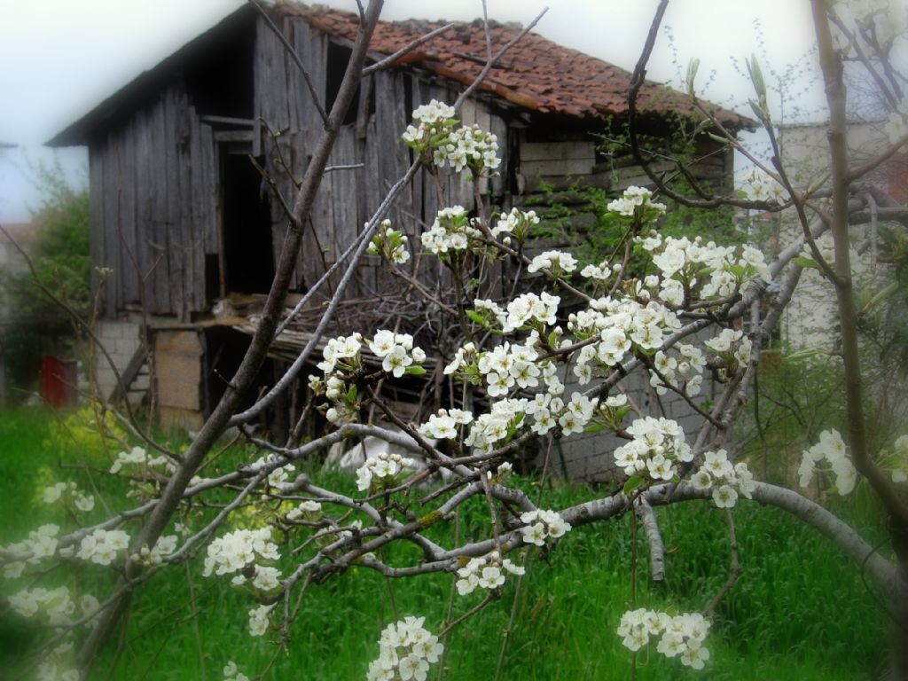 Karadeniz Bahar