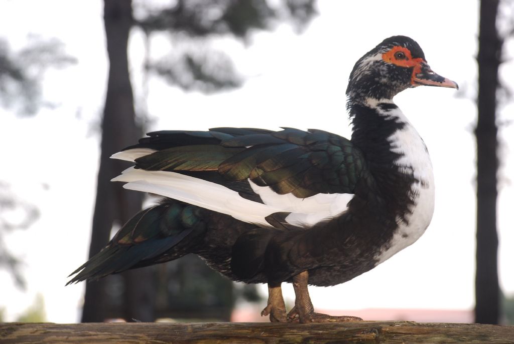 Fotojenik Bir Ku� Modeli...