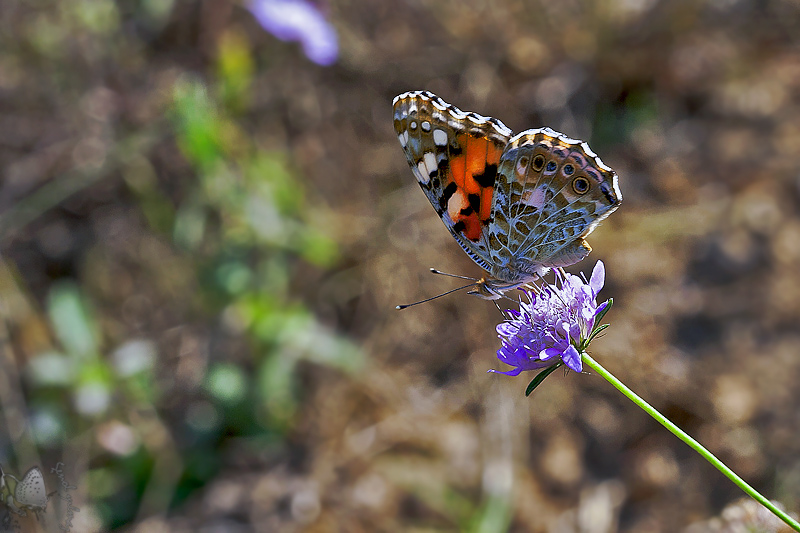 Rengarenk yaamlar...
