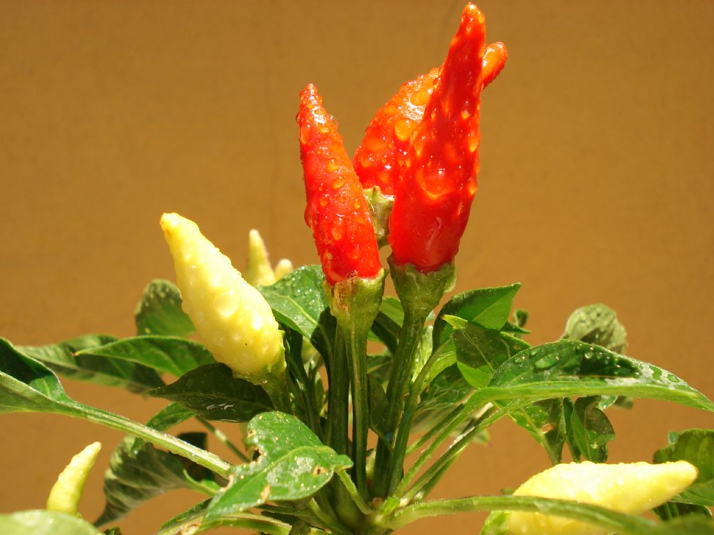 KIRMIZI-SARI BBERLER