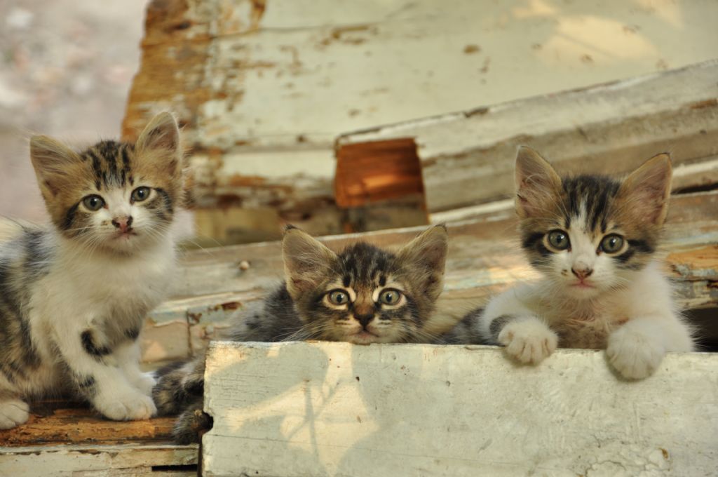�ehzadeba�� cami sokak  kedileri