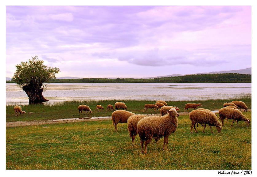 kuzularn sessizlii 3