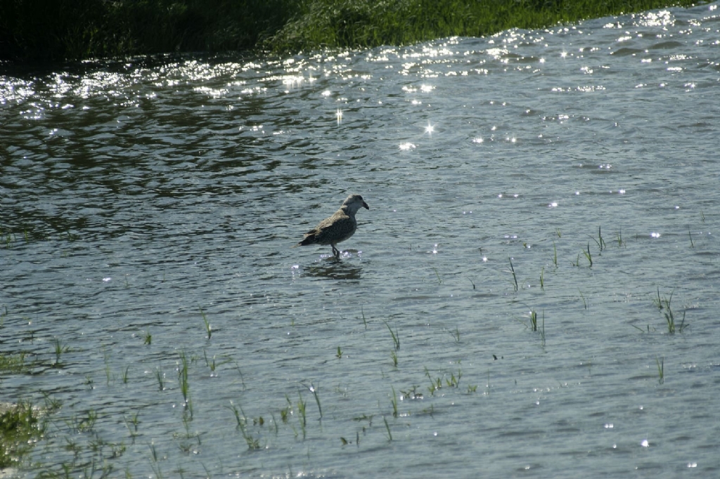 Edirne Meri nehri kenar