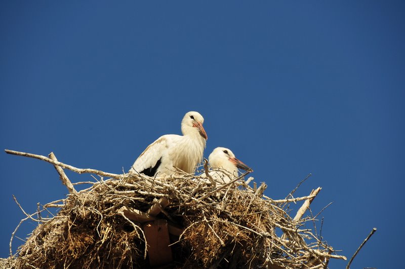 bir aile fotograf