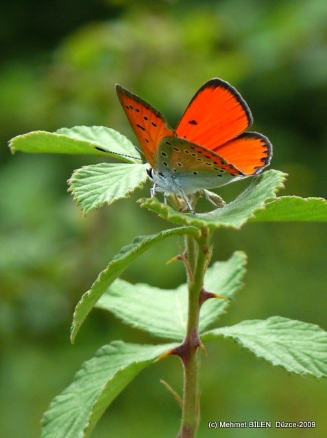 Lycaena dispar 