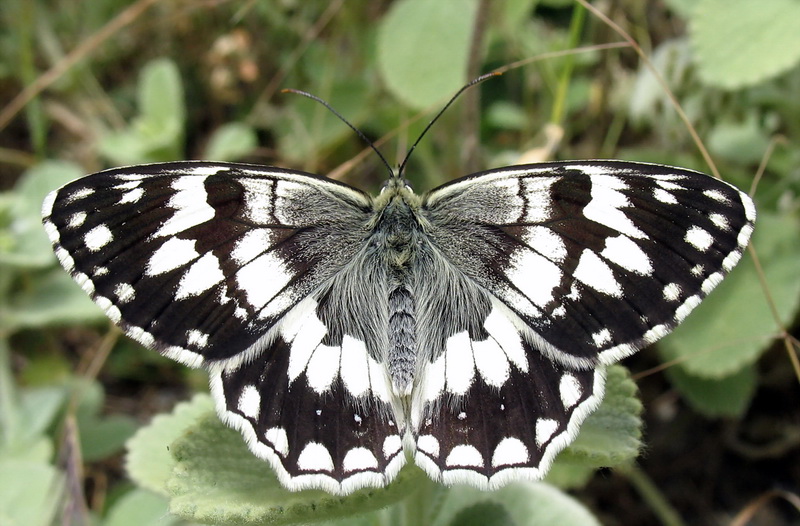 Anadolu Melikesi (Melanargia larissa)