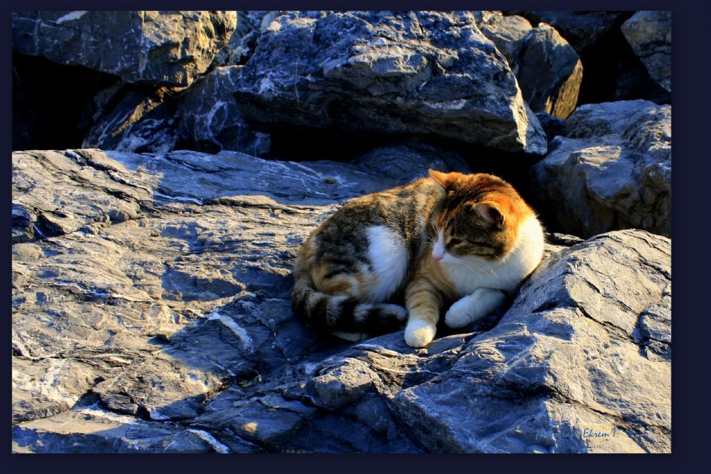 Ak�am�st� keyfi...