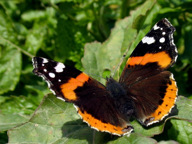 Vanessa Atalanta