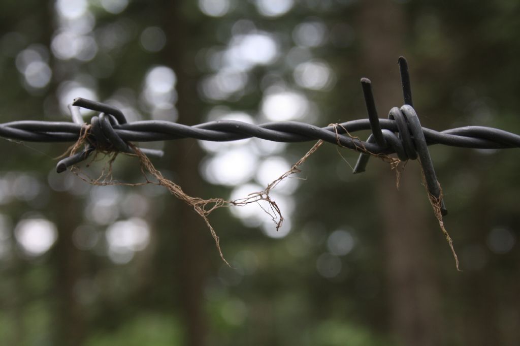 ...dikenli tellerde taklan hayatlara