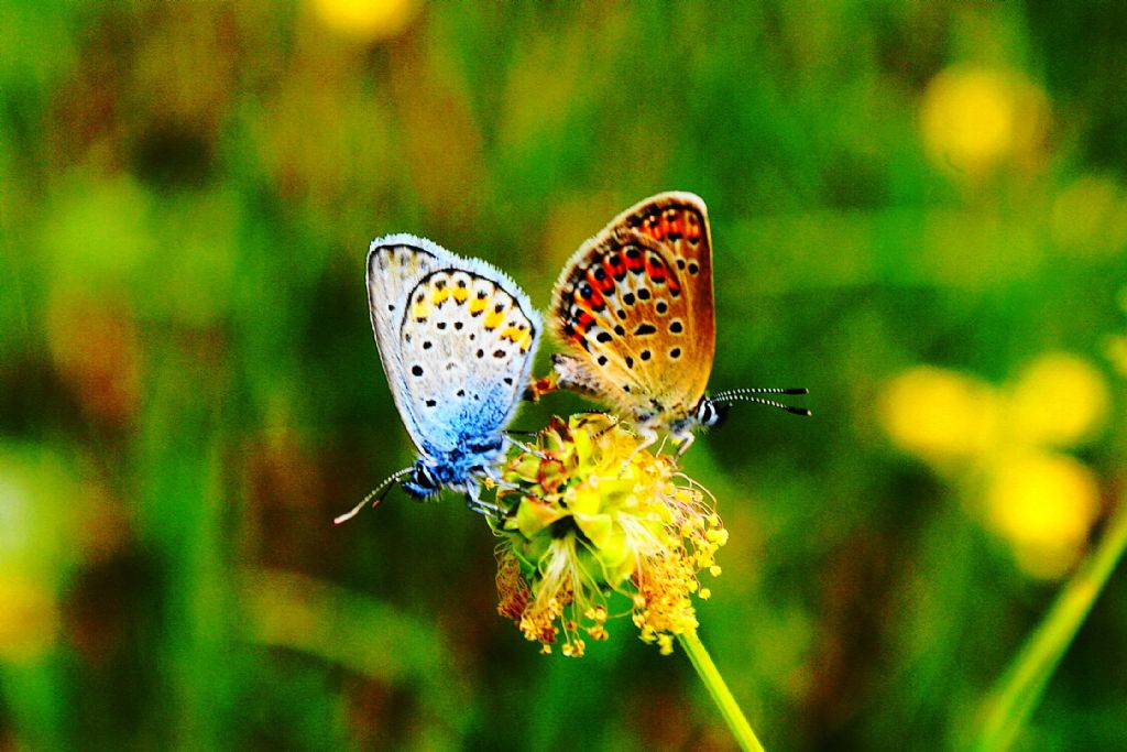 Kelebeklerin ak dans