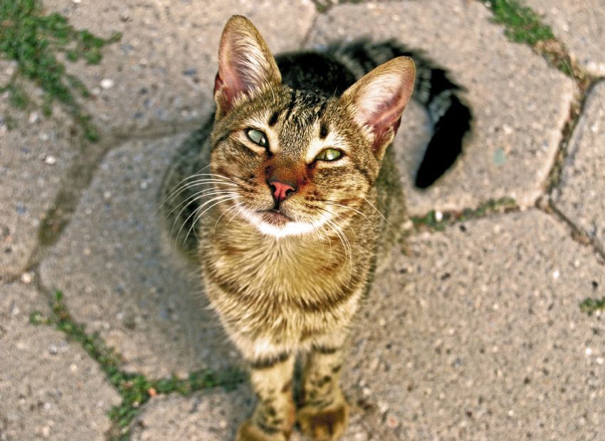 �A�I KED�C�K