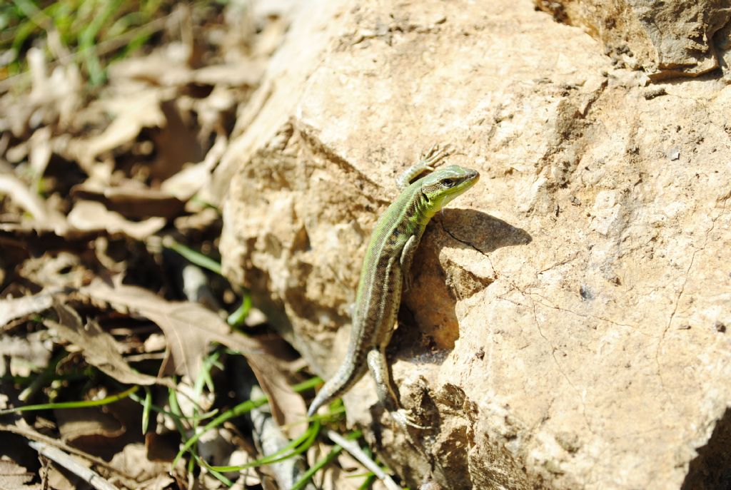 Lacerta viridis..