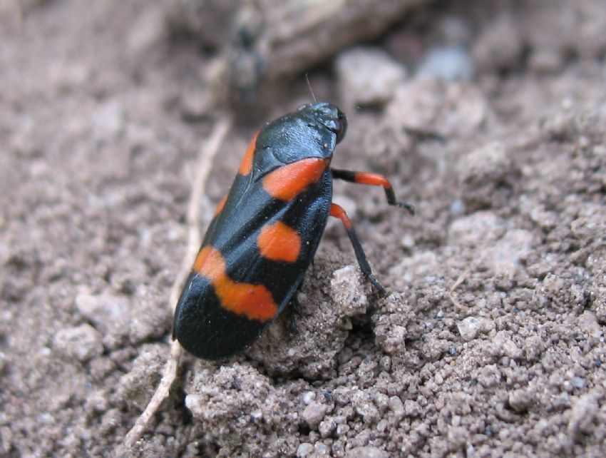 ........... B�ce�i