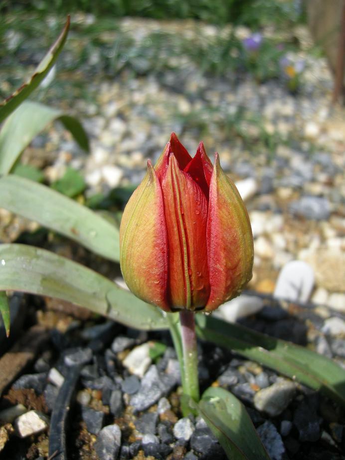 Tulipa Orphanidea 