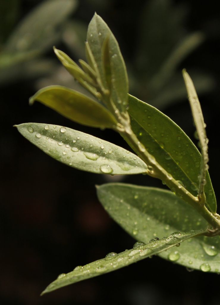 zeytin