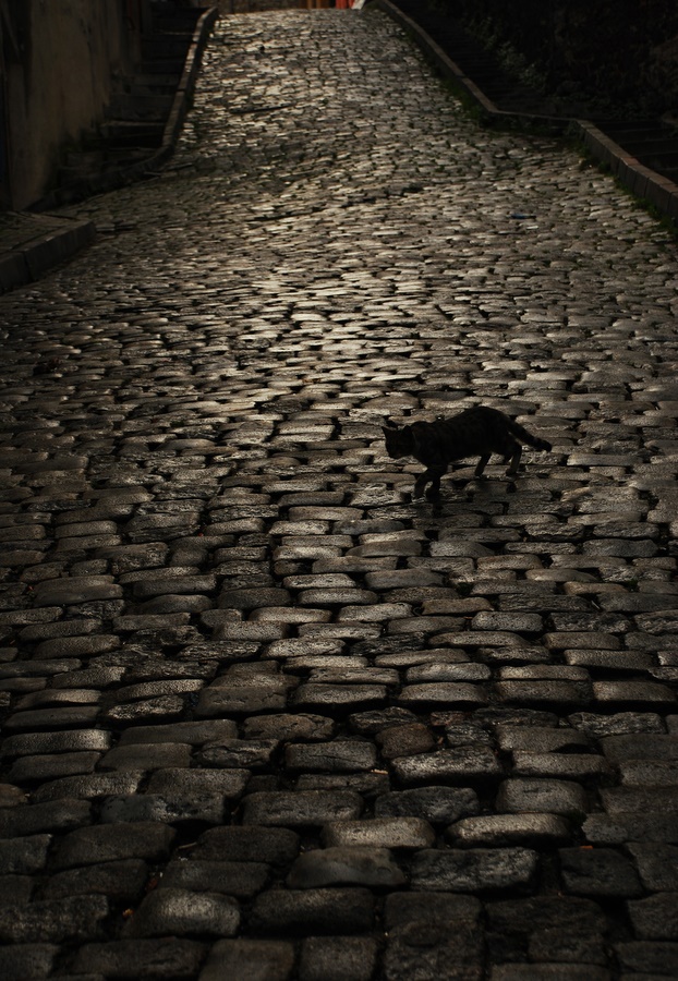 bi kedi grdm sankiii !!!