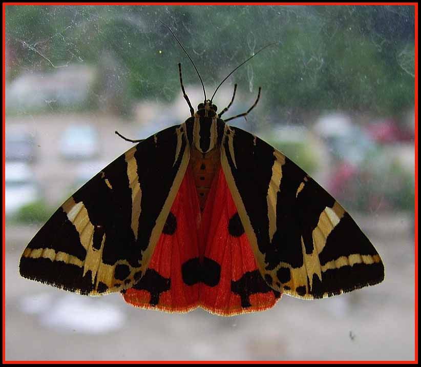 Kirli camdaki kelebek..