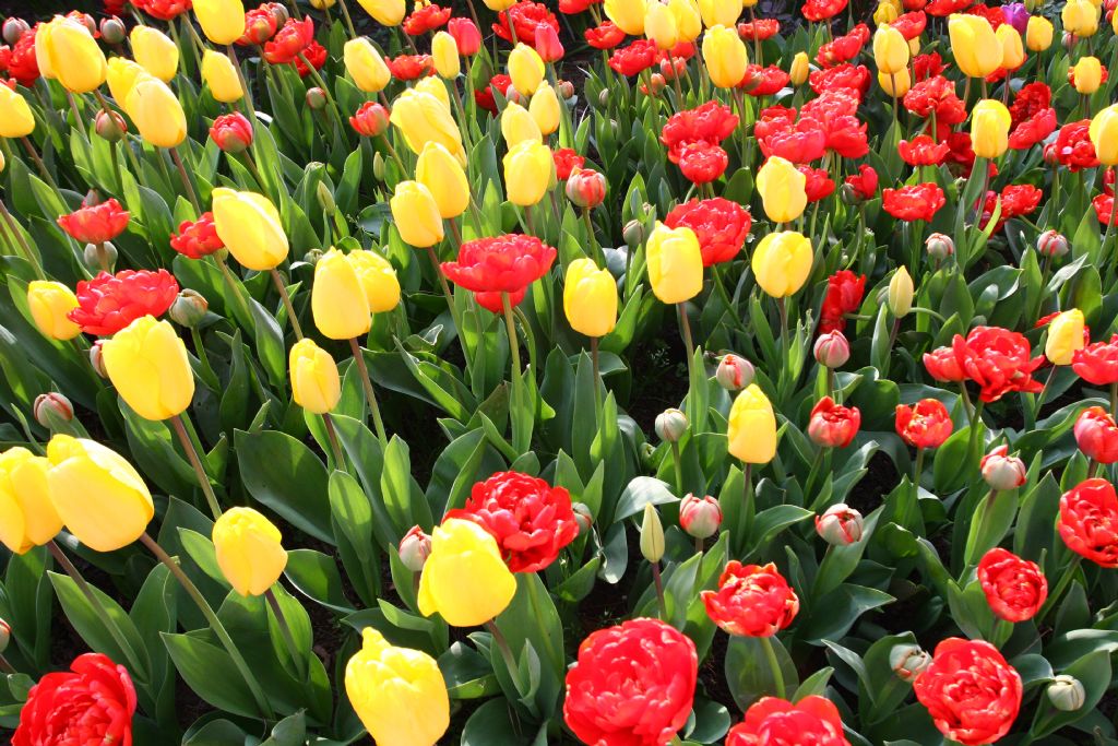 iki rengin m�kemmel uyumu