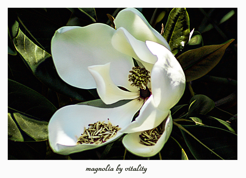 magnolia