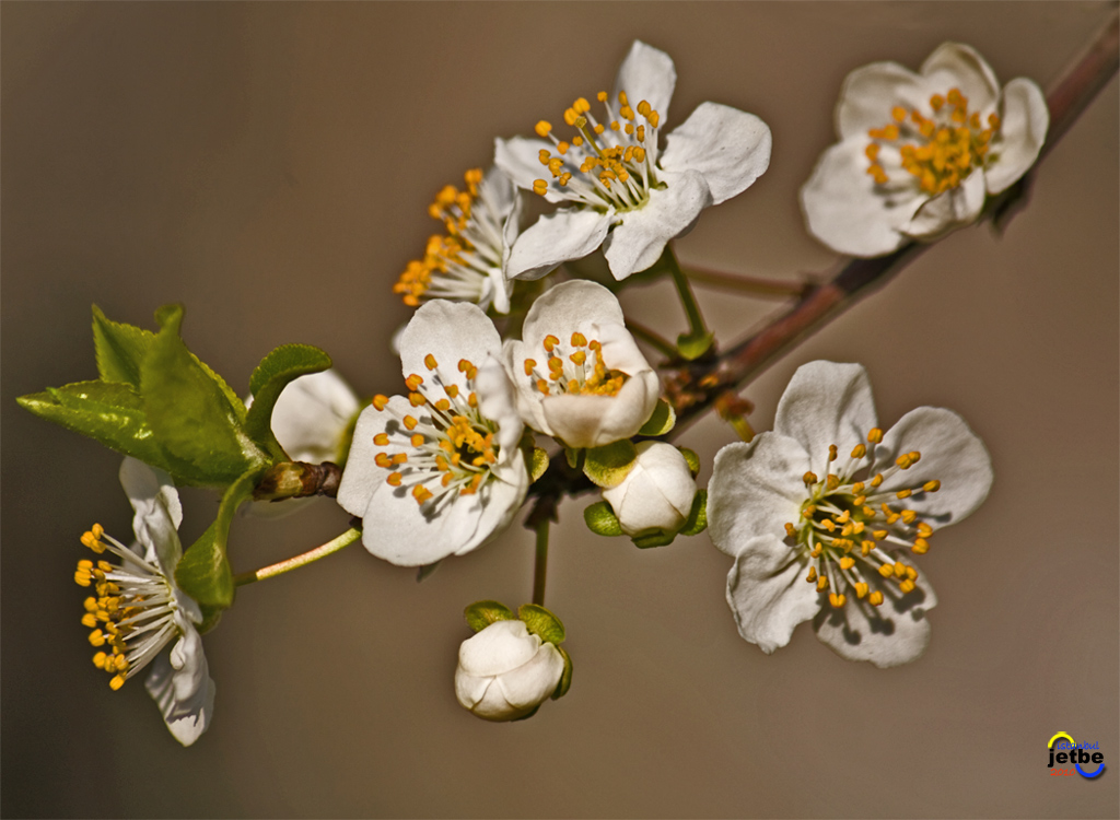 bahar2010-1 bahar tazelii