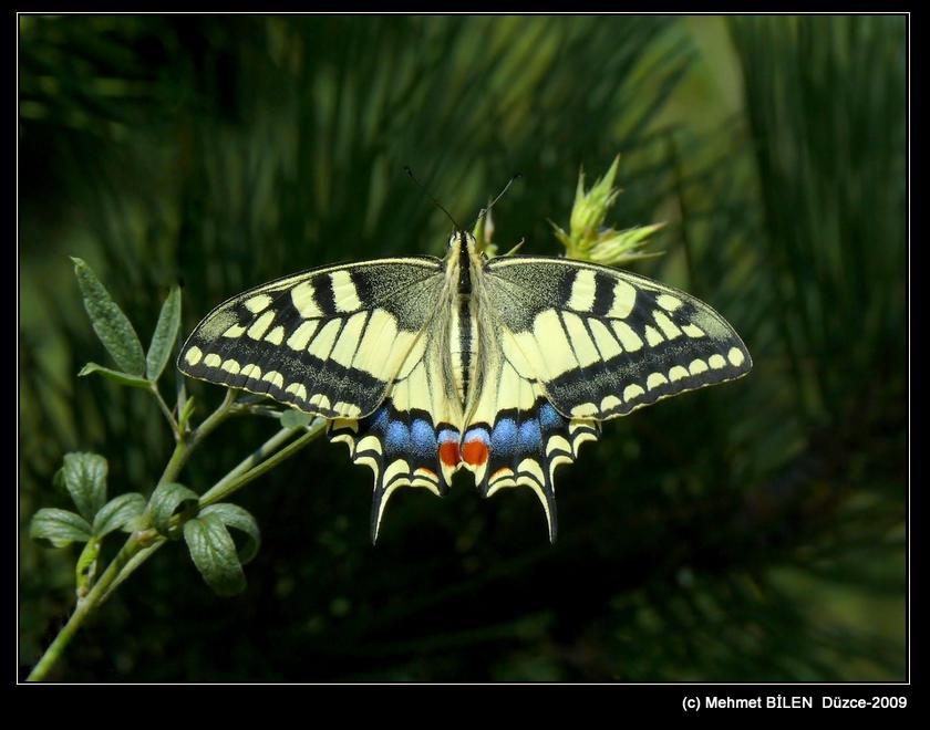 Papilio machaon     