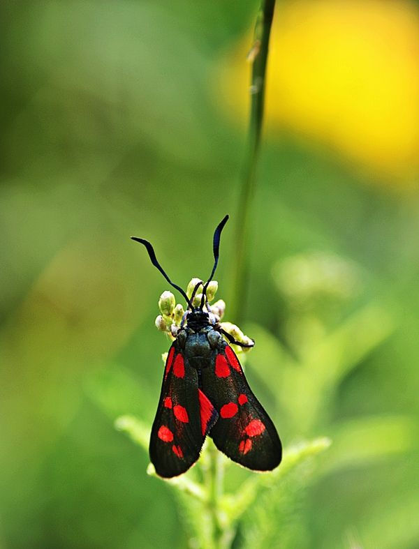 Zygaena filipendulae