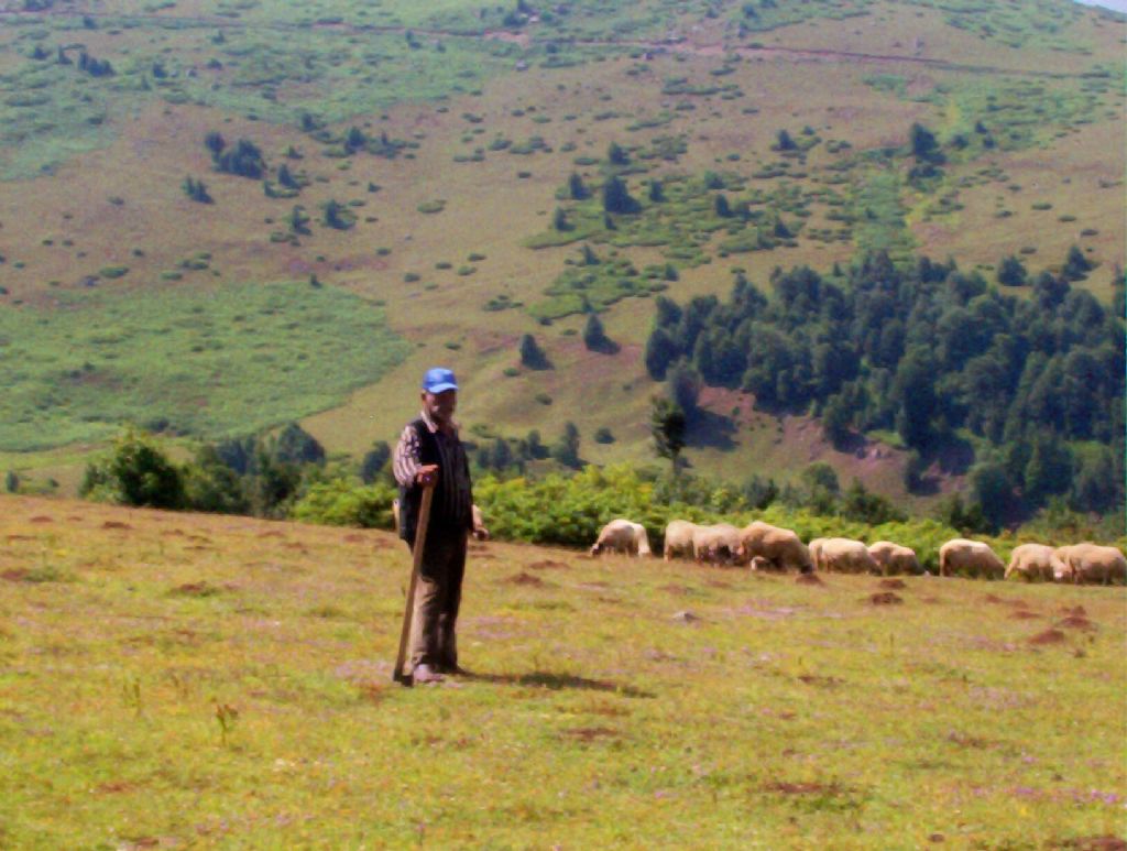 Ordu-Aybast�-Sar�yar Yaylas�