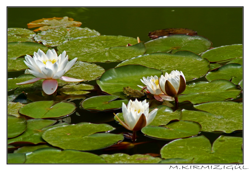 K���k Kurba�a...