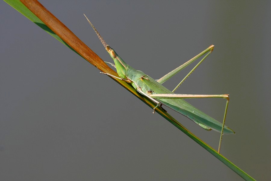 Stick Bug (Sopa Bcei)