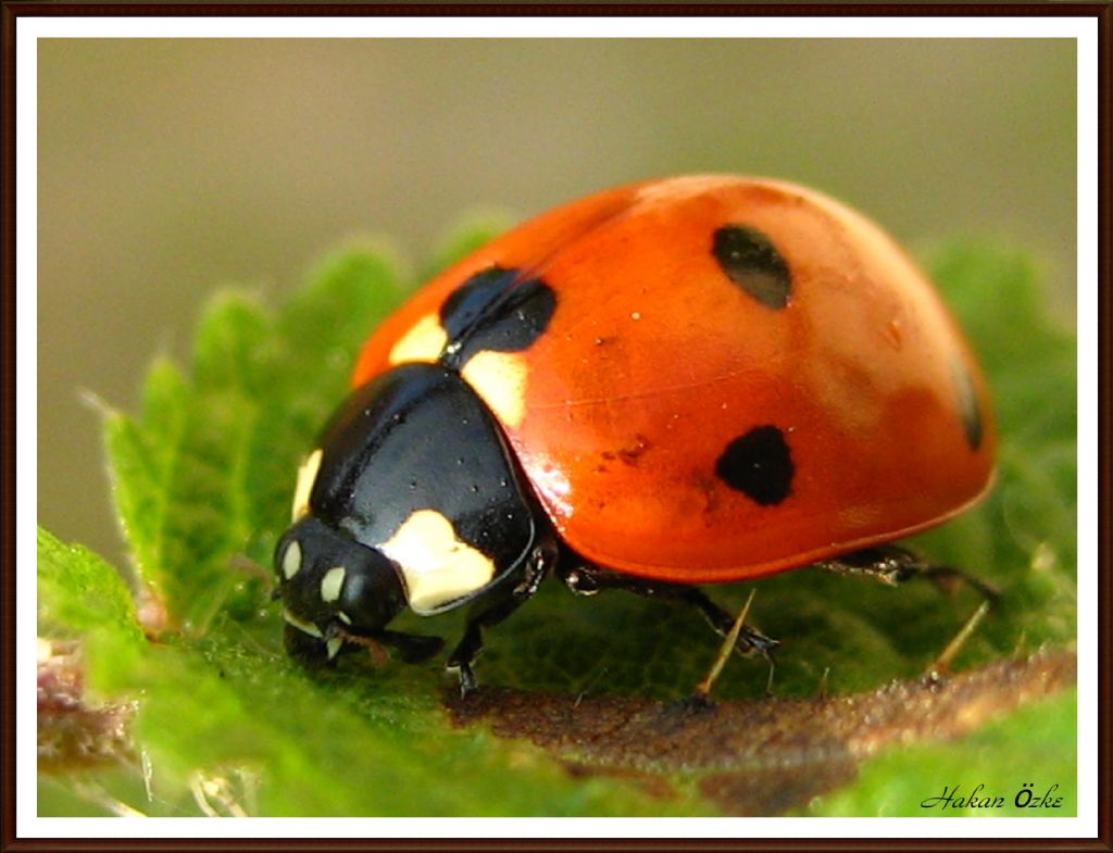 uurlu gelir  inaallah 