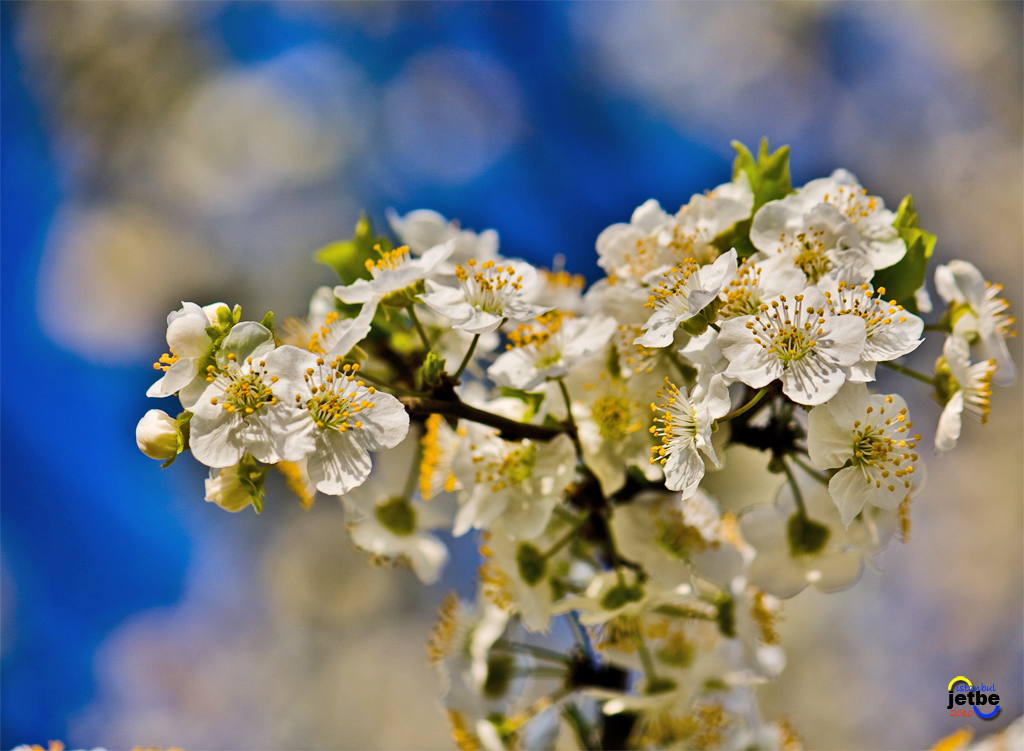 bahar2010-2 bahar tazelii